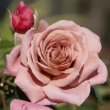 Rózsaszín - virágágyi floribunda rózsa - diszkrét illatú rózsa - -- - Rosa Nimbus - Online rózsa rendelés