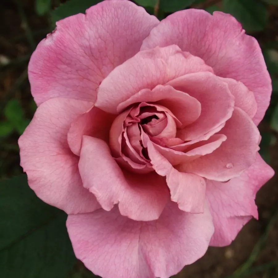 Vrtnica floribunda za cvetlično gredo - Roza - Nimbus - vrtnice - proizvodnja in spletna prodaja sadik