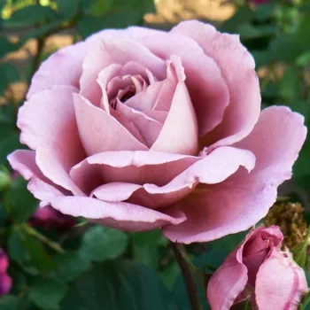 Rosa Nimbus - rózsaszín - virágágyi floribunda rózsa