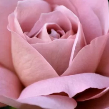 Rózsa kertészet - rózsaszín - Nimbus - virágágyi floribunda rózsa - diszkrét illatú rózsa - (60-90 cm)