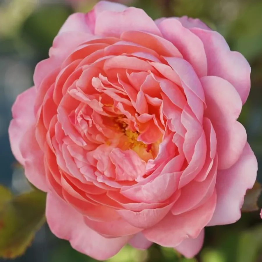Roza-oranžna - Roza - Prix P. J. Redouté - vrtnice - proizvodnja in spletna prodaja sadik