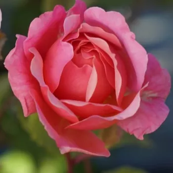Rosa Prix P. J. Redouté - rózsaszín - narancssárga - nosztalgia rózsa