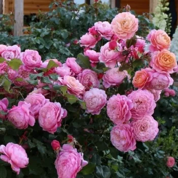 Roza rob venčnih listov,  notranjost venčnih listov je oranžna - nostalgična vrtnica - intenziven vonj vrtnice - aroma vanilje