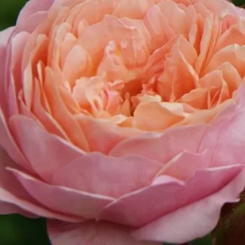 Rosen online kaufen - nosztalgia rózsa - intenzív illatú rózsa - Prix P. J. Redouté - rózsaszín - narancssárga - (60-80 cm)