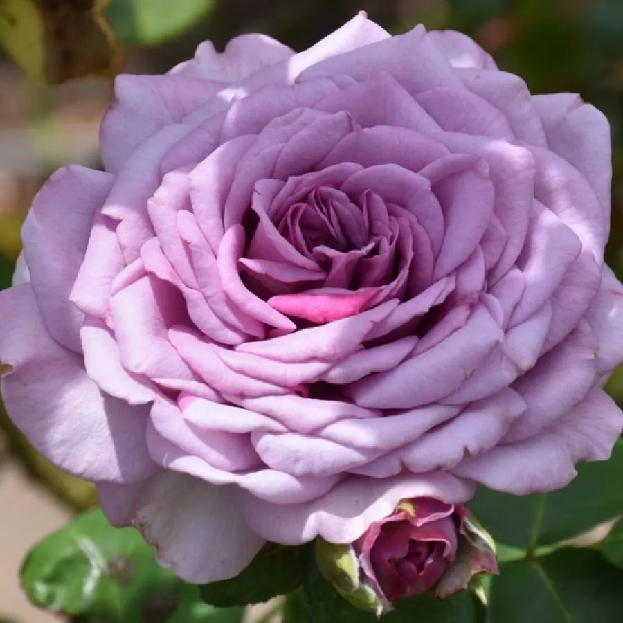 Róża o dyskretnym zapachu - Róża - Quicksilver - sadzonki róż sklep internetowy - online