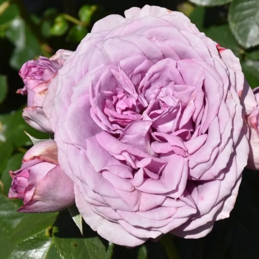 Climber, róża pnąca - Róża - Quicksilver - sadzonki róż sklep internetowy - online