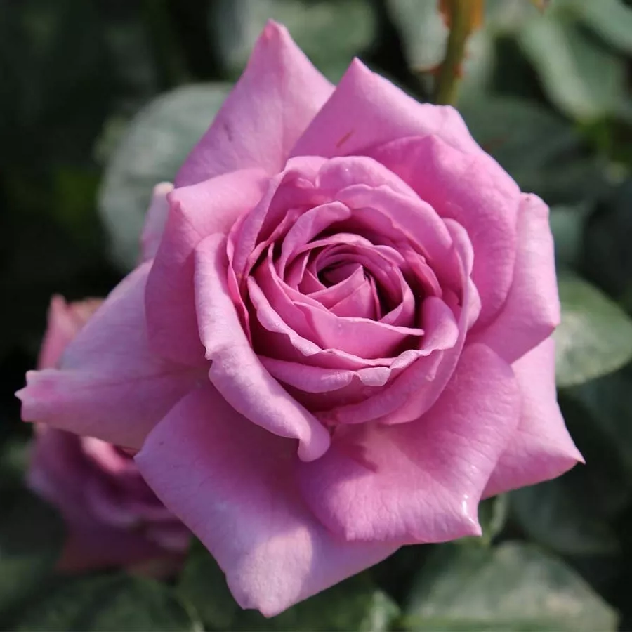Ruža diskretnog mirisa - Ruža - Quicksilver - naručivanje i isporuka ruža