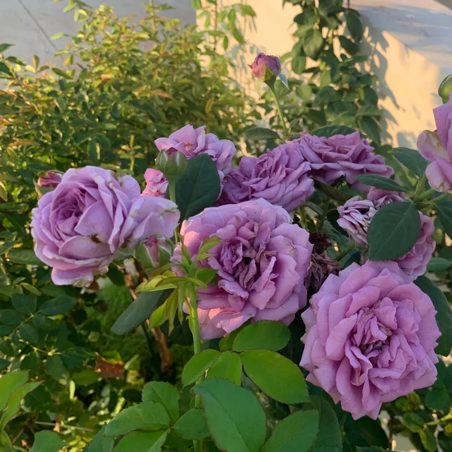 Tömvetelt virágú - Rózsa - Quicksilver - online rózsa vásárlás