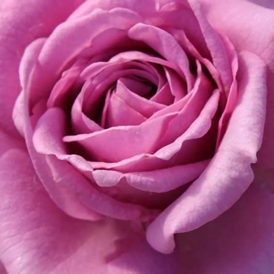KORpucoblu - Rosen - Quicksilver - rosen online kaufen