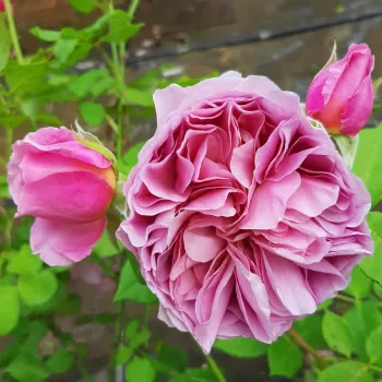 ROBE À LA FRANÇAISE – rosa Nostalgie-Rose - Kawamoto