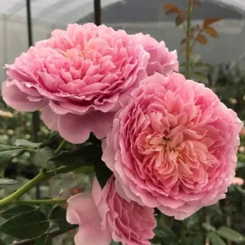 Zarter malvenrosa Grundton mit lilafarbenem Schimmer. - nostalgische rose - mild, zurückhaltend duftende rose - fein myrrhenartig