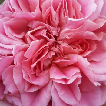 Rosenbestellung online - rosa - mild, zurückhaltend duftende rose - Robe à la française - nostalgische rose - (150-225 cm)