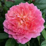 Nosztalgia rózsa - diszkrét illatú rózsa - pézsmás aromájú - kertészeti webáruház - Rosa Robe à la française - rózsaszín