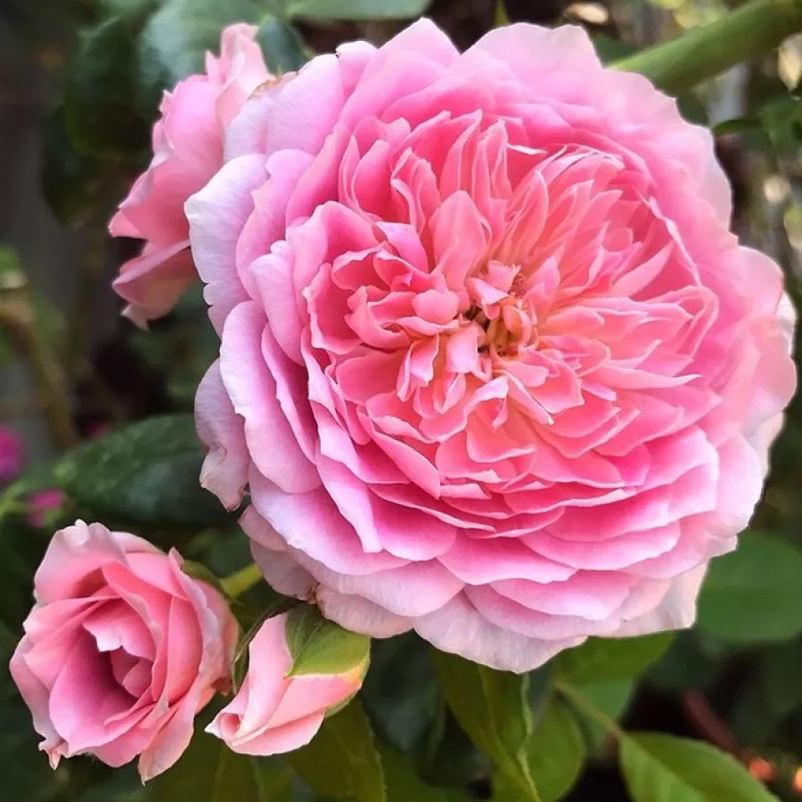 Nostalgische rose - Rosen - Robe à la française - rosen online kaufen
