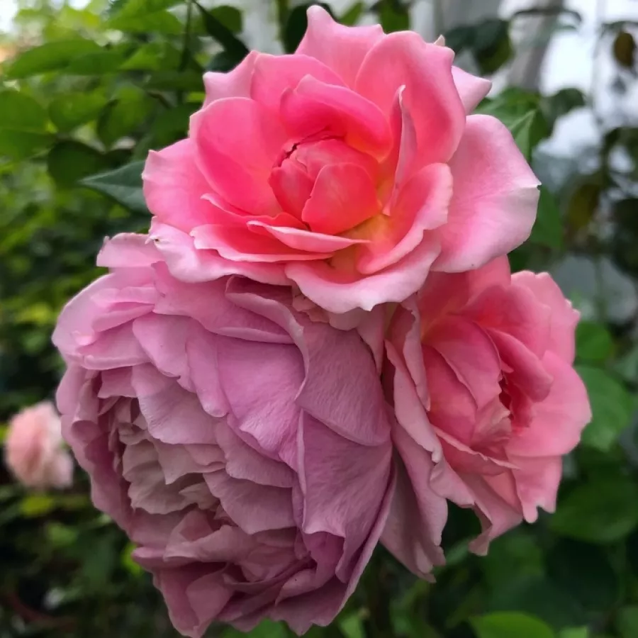Csésze - Rózsa - Robe à la française - kertészeti webáruház