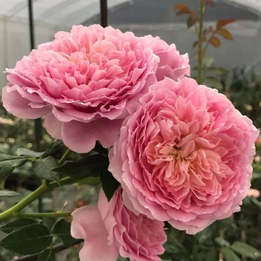 Tömvetelt virágú - Rózsa - Robe à la française - online rózsa vásárlás