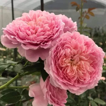 Rózsaszín - lila árnyalat - nosztalgia rózsa - diszkrét illatú rózsa - pézsmás aromájú