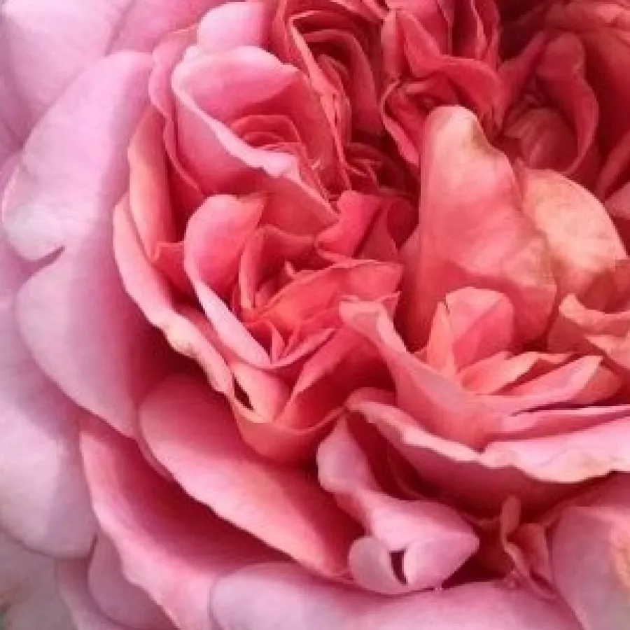 Junko Kawamoto - Roza - Robe à la française - vrtnice online
