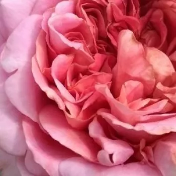 Rózsák webáruháza. - rózsaszín - nosztalgia rózsa - diszkrét illatú rózsa - Robe à la française - (120-150 cm)
