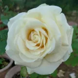 Teahibrid rózsa - diszkrét illatú rózsa - barack aromájú - kertészeti webáruház - Rosa Sally Kane - sárga