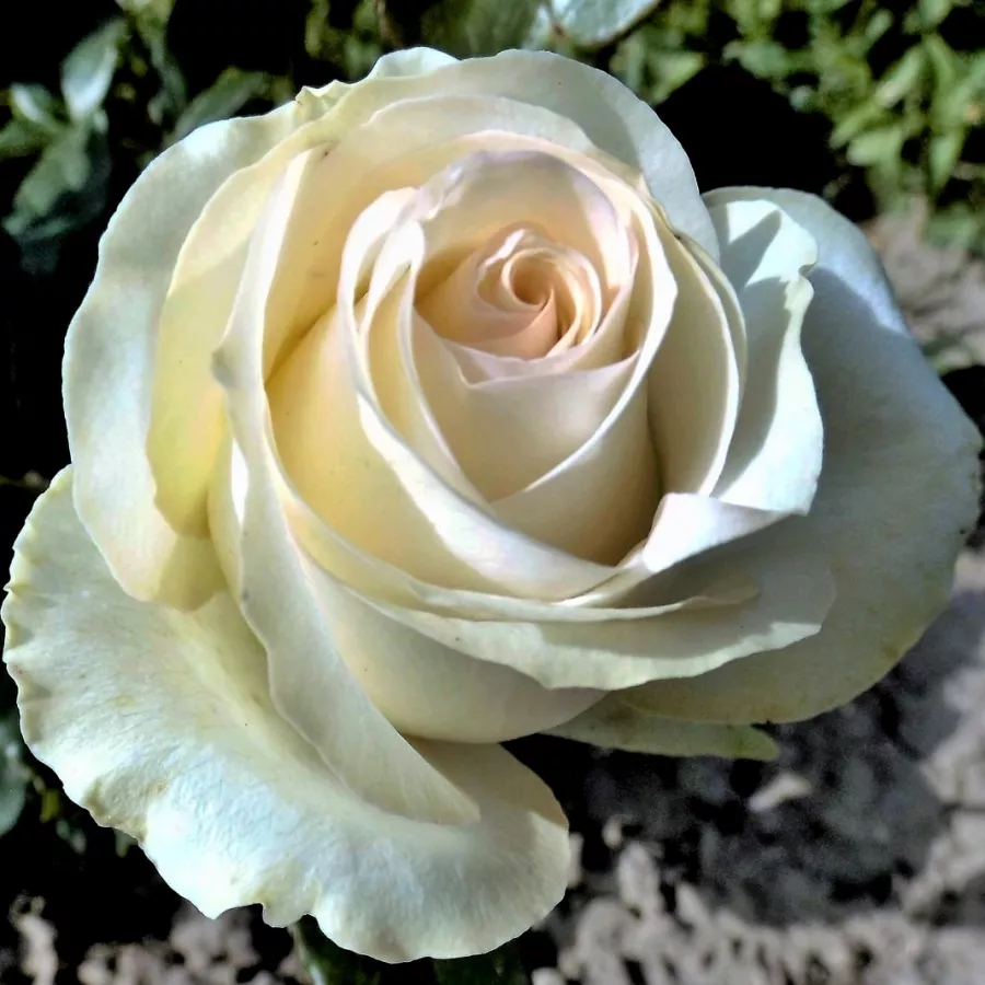 Hibridna čajevka - Ruža - Sally Kane - sadnice ruža - proizvodnja i prodaja sadnica