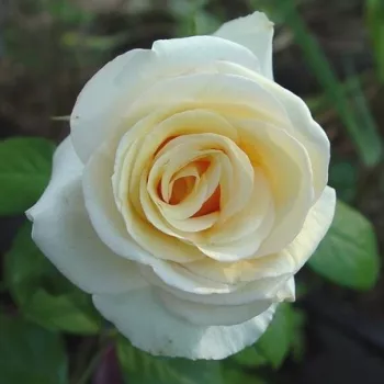 Rosa Sally Kane - sárga - teahibrid rózsa