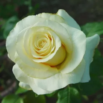 Krémsárga - teahibrid rózsa - diszkrét illatú rózsa - barack aromájú