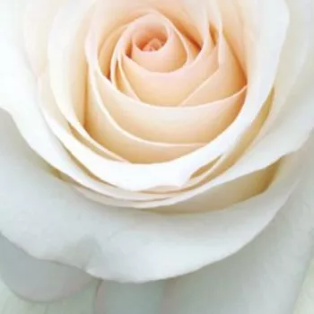 Rosen-webshop - sárga - teahibrid rózsa - diszkrét illatú rózsa - Sally Kane - (60-80 cm)