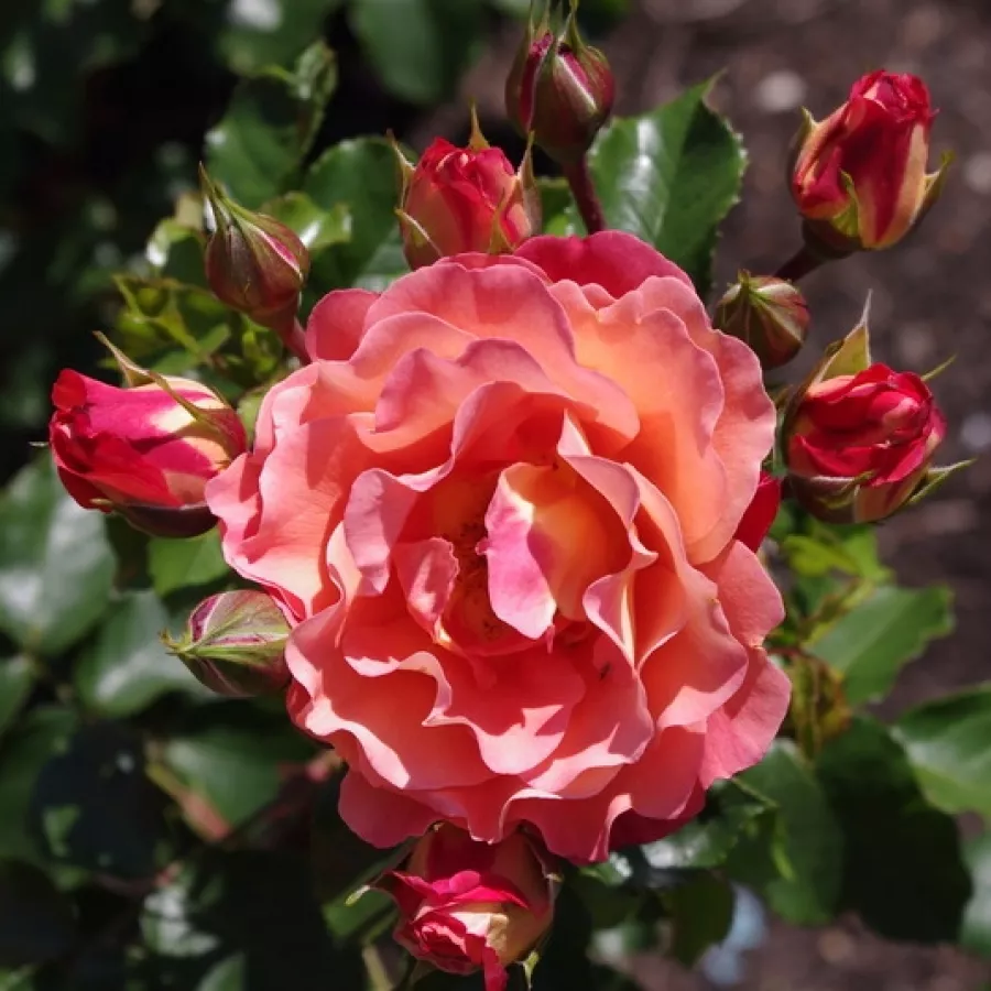 Vrtnica brez vonja - Roza - Spice of Life - vrtnice online