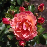 Orange - gelb - beetrose floribundarose - rose ohne duft - Rosa Spice of Life - rosen online kaufen