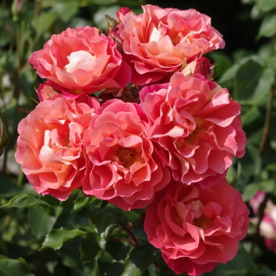 Virágágyi floribunda rózsa - Rózsa - Spice of Life - kertészeti webáruház