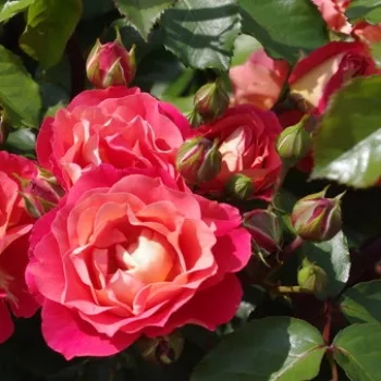 Rosa Spice of Life - orange - gelb - beetrose floribundarose
