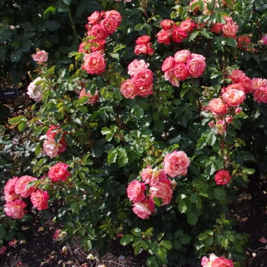 Félig telt virágú - Rózsa - Spice of Life - online rózsa vásárlás
