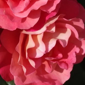 Spletna trgovina vrtnic - virágágyi floribunda rózsa - nem illatos rózsa - Spice of Life - narancssárga - sárga - (80-100 cm)