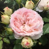 Nostalgična vrtnica - vrtnica brez vonja - vrtnice online - Rosa Themisto - bela