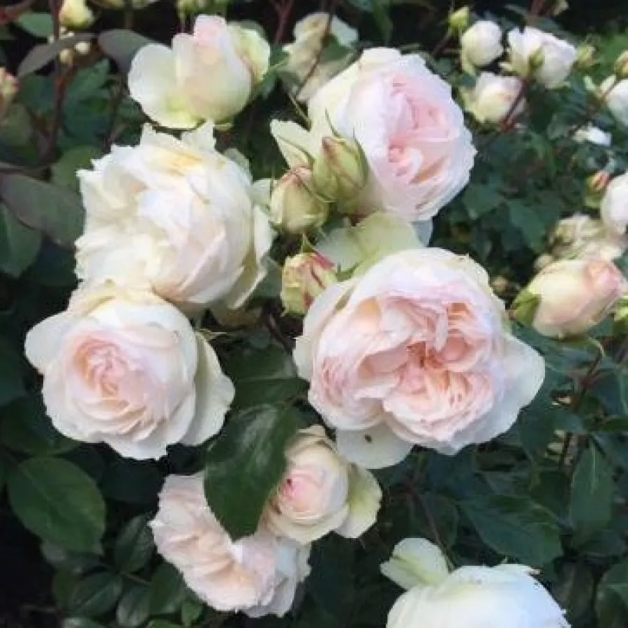 Nostalgische rose - Rosen - Themisto - rosen online kaufen