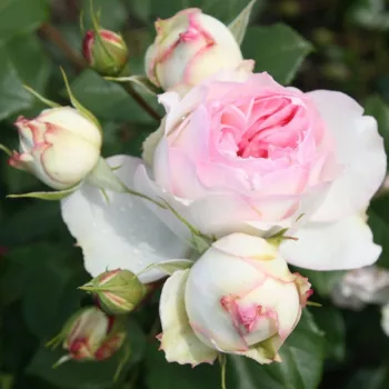 Rosa Themisto - bela - nostalgična vrtnica