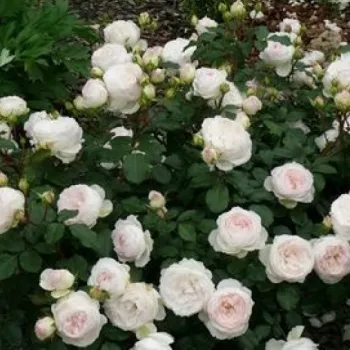 Kremnato bela - nostalgična vrtnica   (60-80 cm)