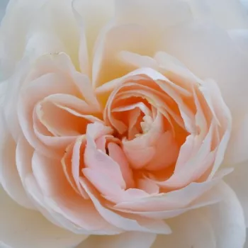 Online rózsa vásárlás - fehér - nosztalgia rózsa - nem illatos rózsa - Themisto - (60-80 cm)