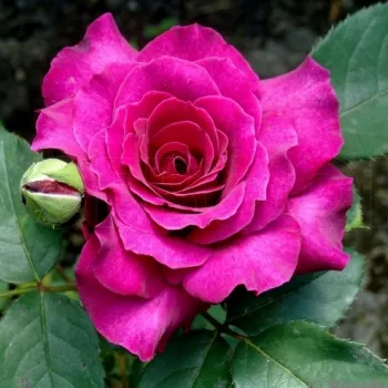 VAGUELETTE – bíborlila virágágyi floribunda rózsa - Kawamoto