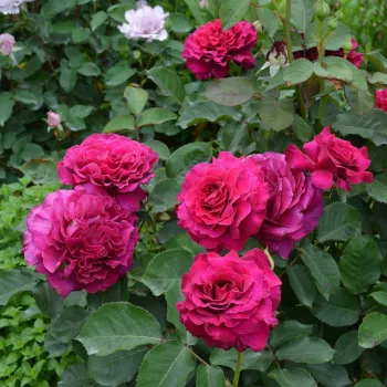 Mély, telített bíborlila árnyalat, enyhén mályva alaptónussal. - virágágyi floribunda rózsa - közepes erősségű, jól érezhető illatú rózsa - friss, citrusos aromájú
