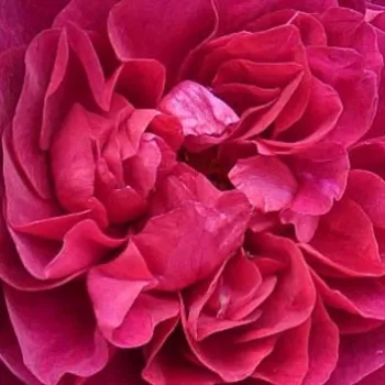 Rózsa kertészet - bíborlila - közepes erősségű, jól érezhető illatú rózsa - Vaguelette - virágágyi floribunda rózsa - (70-90 cm)