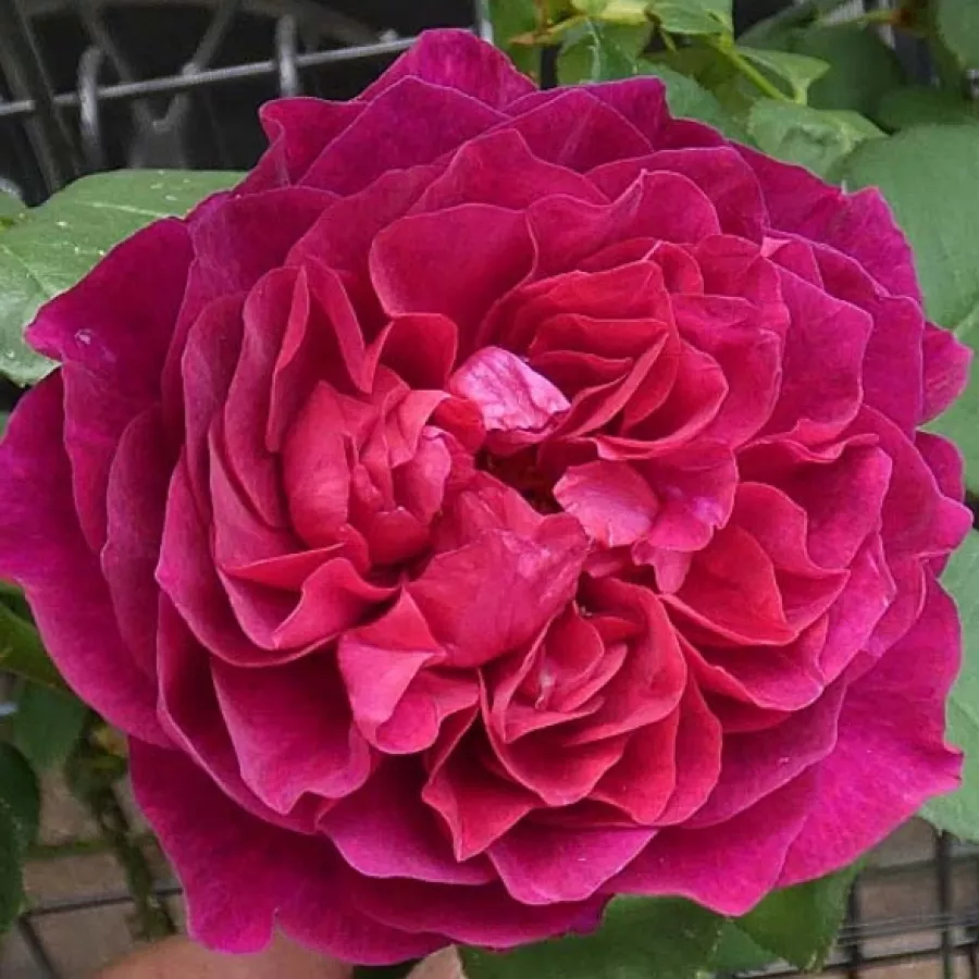 Intenziven vonj vrtnice - Roza - Vaguelette - vrtnice online