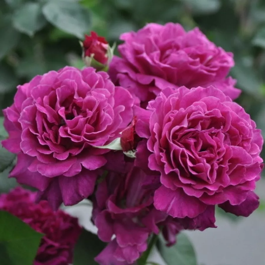 Vrtnica floribunda za cvetlično gredo - Roza - Vaguelette - vrtnice - proizvodnja in spletna prodaja sadik