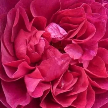 Spletna trgovina vrtnic - virágágyi floribunda rózsa - intenzív illatú rózsa - Vaguelette - rózsaszín - (80-100 cm)
