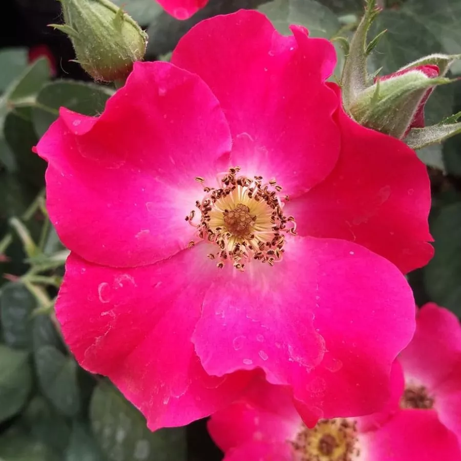 Róże rabatowe grandiflora - floribunda - Róża - Buisman's Glory - Szkółka Róż Rozaria