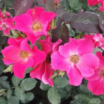 Sötétrózsaszín - szimpla virágú - magastörzsű rózsafa - közepesen illatos rózsa - savanyú aromájú