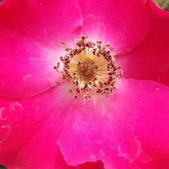 Rózsa kertészet - rózsaszín - szimpla virágú - magastörzsű rózsafa - Buisman's Glory - közepesen illatos rózsa - savanyú aromájú