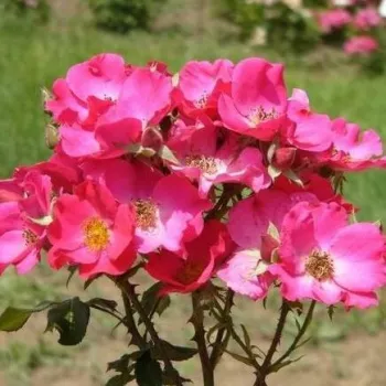 Rosa Buisman's Glory - ružičasta - Floribunda ruže