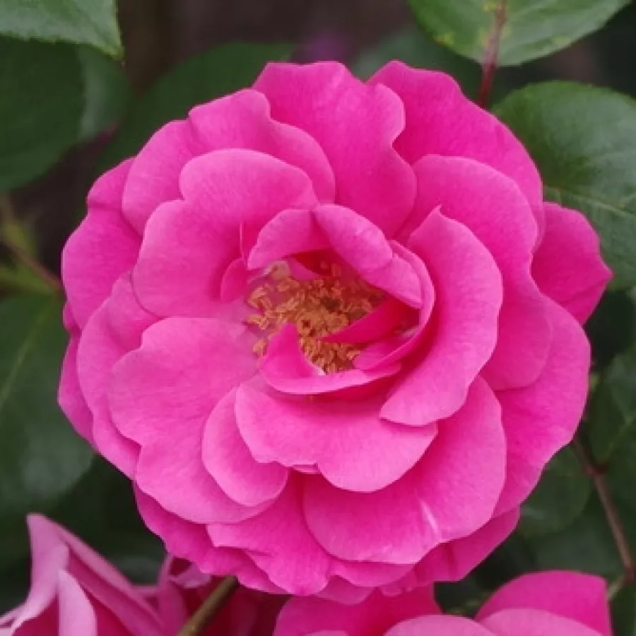 Różowy - Róża - Étude - róże sklep internetowy